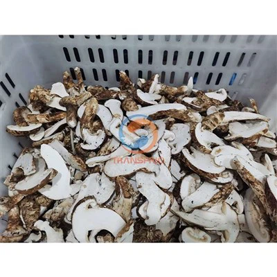 Grybelio džiovinimo linija